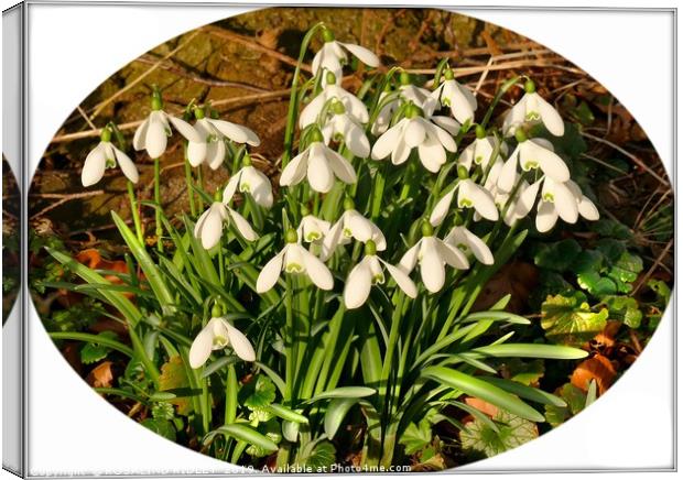 "Snowdrops in memory" Canvas Print by ROS RIDLEY