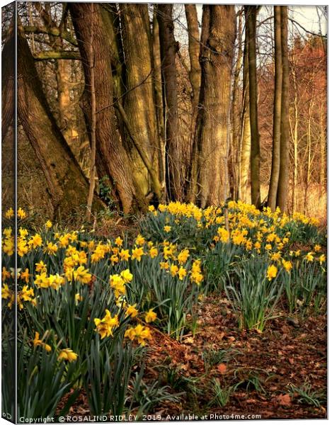 "Daffodils in the wood" Canvas Print by ROS RIDLEY