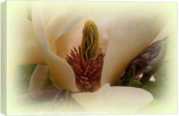 "Soft Magnolia" Canvas Print by ROS RIDLEY