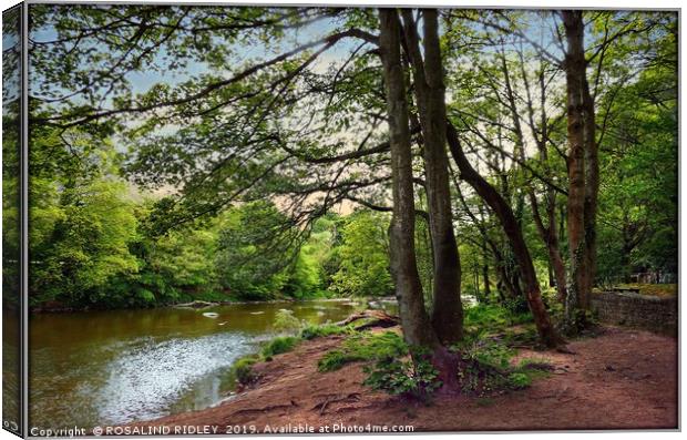 "Along the river side" Canvas Print by ROS RIDLEY