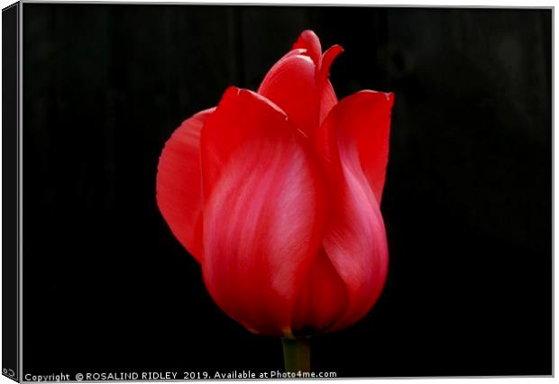 "Red Satin" Canvas Print by ROS RIDLEY