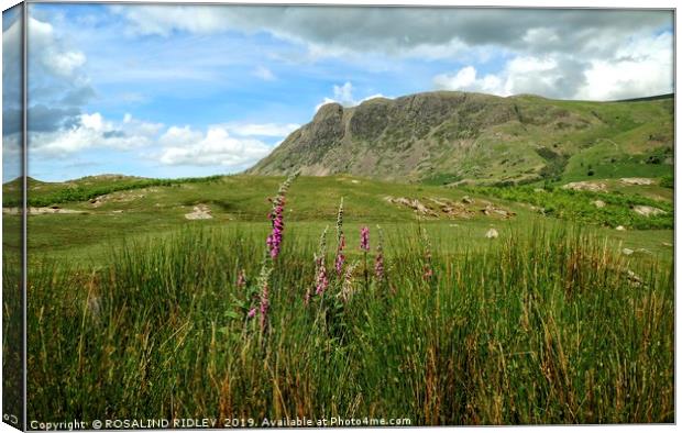 "Bronzing grasses and foxgloves  at Wasdale" Canvas Print by ROS RIDLEY
