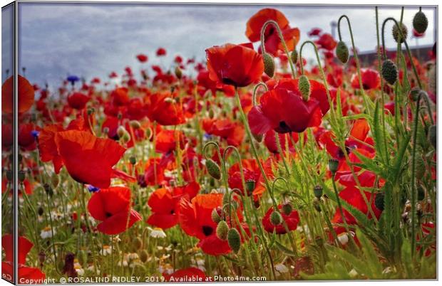 "Poppies in the breeze" Canvas Print by ROS RIDLEY
