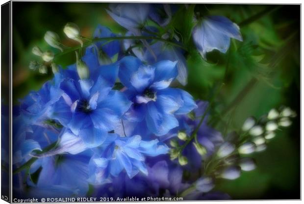 "Soft focus Blue Delphiniums" Canvas Print by ROS RIDLEY