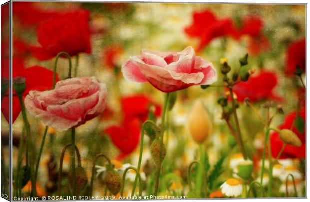 "Antique poppies" Canvas Print by ROS RIDLEY