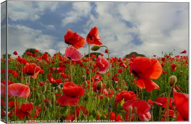 "Poppy field" Canvas Print by ROS RIDLEY