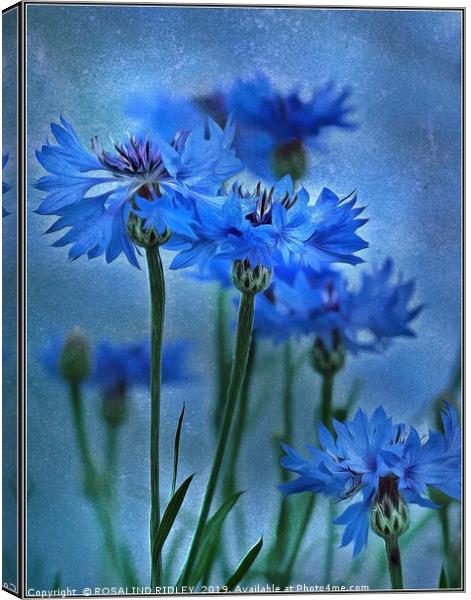 "Cornflowers in the breeze" Canvas Print by ROS RIDLEY