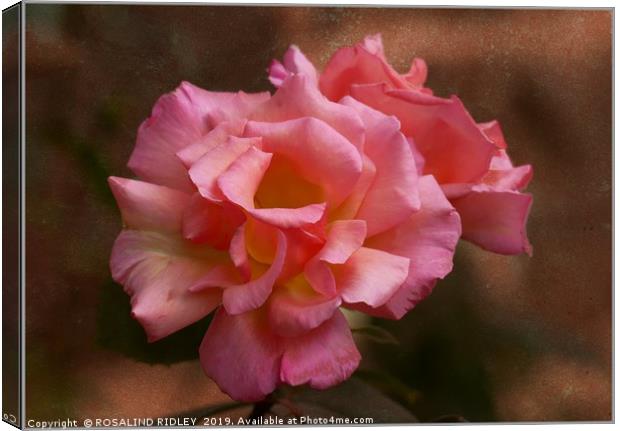 "Antique rose" Canvas Print by ROS RIDLEY