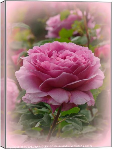 "In the Rose garden" Canvas Print by ROS RIDLEY