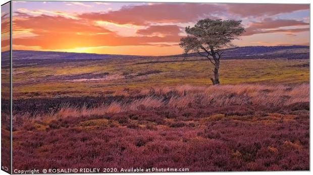 "Sunset across the moors" Canvas Print by ROS RIDLEY