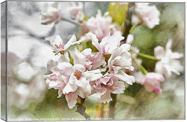 "Spring Blossoms" Canvas Print by ROS RIDLEY