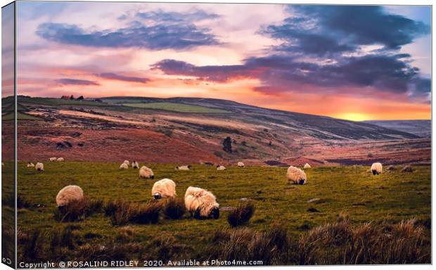 "Grazing Sheep" Canvas Print by ROS RIDLEY