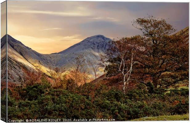 "Trees at Great Gable"2 Canvas Print by ROS RIDLEY