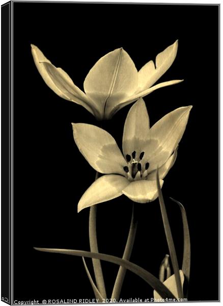 "Tulip Duo monochrome" Canvas Print by ROS RIDLEY