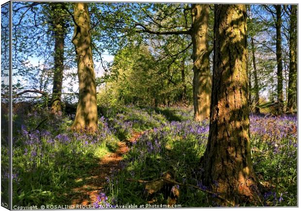 "Blue skies and bluebells " Canvas Print by ROS RIDLEY