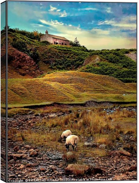 "Sheep Grazing at Bollihope" Canvas Print by ROS RIDLEY