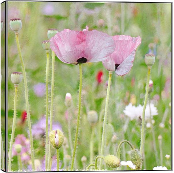 "Pastel Poppies" Canvas Print by ROS RIDLEY