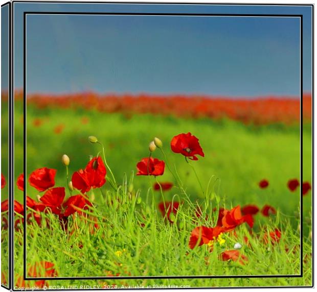 "Simply Poppies" Canvas Print by ROS RIDLEY