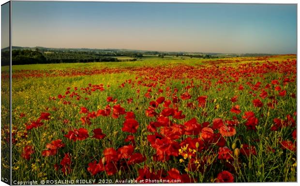 "Poppy fields of County DUrham" Canvas Print by ROS RIDLEY