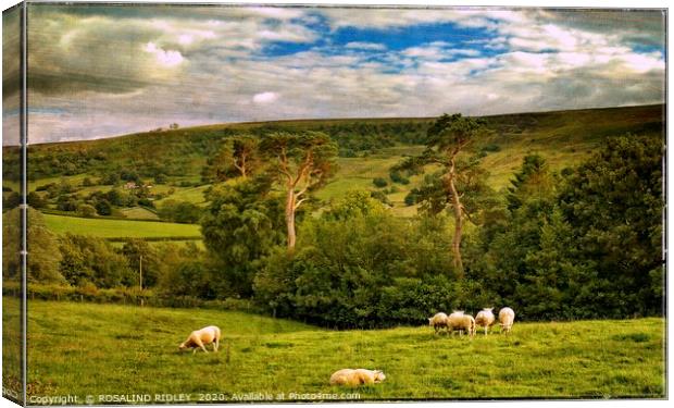 "Bucolic Yorkshire" Canvas Print by ROS RIDLEY