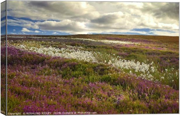 "Storm clouds over heather and cotton grass" Canvas Print by ROS RIDLEY