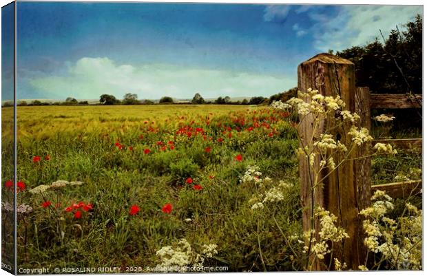 "Breezy day in the barley field" Canvas Print by ROS RIDLEY