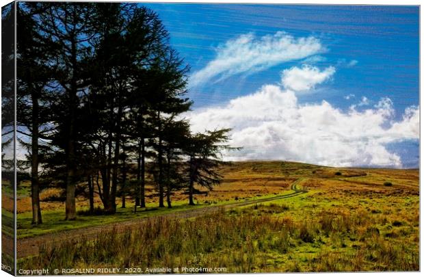 "Breezy day at the moors" Canvas Print by ROS RIDLEY