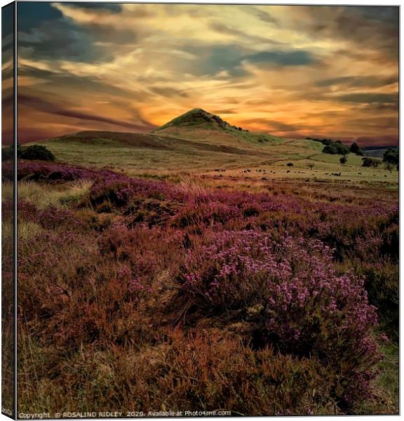 "The heather at Hawnby Hill" Canvas Print by ROS RIDLEY