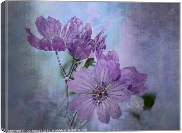 Colourful Cranesbill Canvas Print by ROS RIDLEY