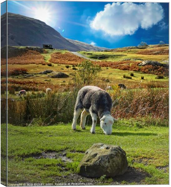 The Happy Herdwick Canvas Print by ROS RIDLEY