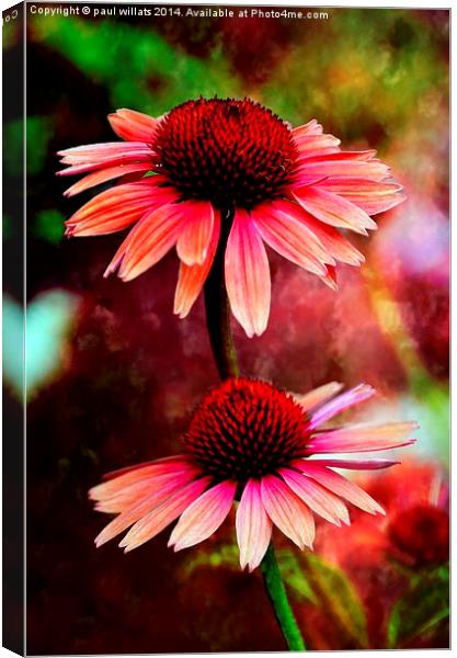 CONEFLOWER DAISY'S  Canvas Print by paul willats