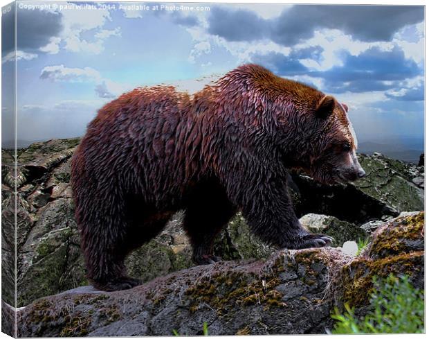 Kodiak Bear (Grizzly)  Canvas Print by paul willats