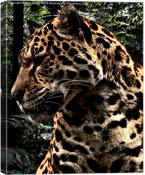  JUNGLE JAGUAR Canvas Print by paul willats