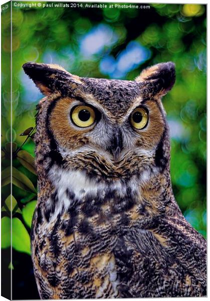GREAT HORNED OWL Canvas Print by paul willats