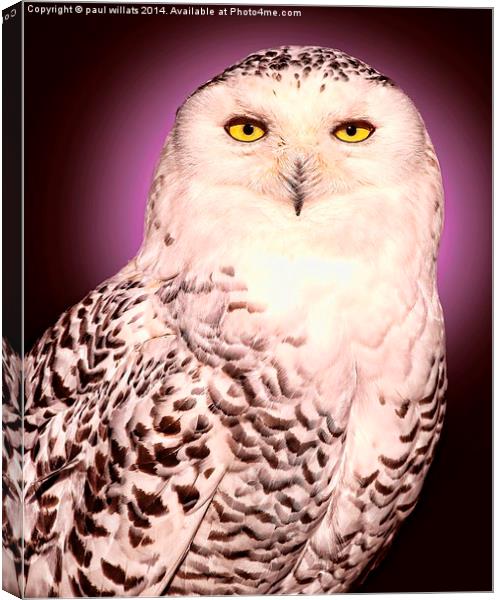  SNOWY OWL Canvas Print by paul willats