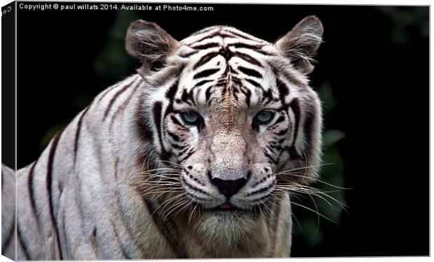 WHITE TIGER  Canvas Print by paul willats