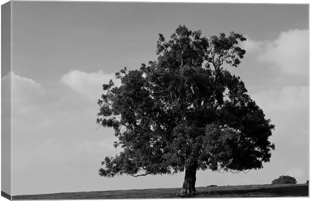 Hill top tree Canvas Print by Kevin McAdam