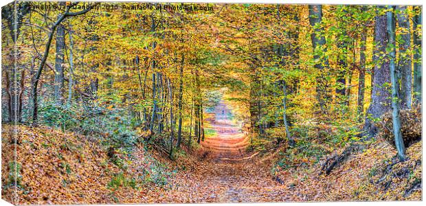  Autumn Woodland Canvas Print by Ian Danbury