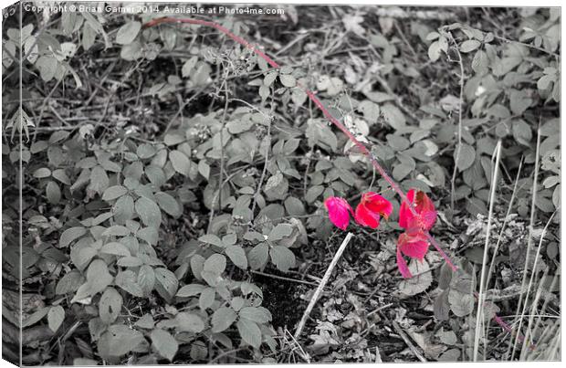  Autumn Leaves among Brambles Canvas Print by Brian Garner