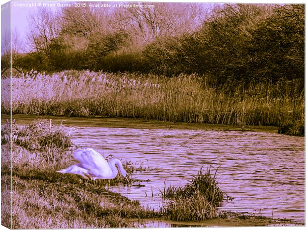  Swan on the Grantham Canal Canvas Print by Brian Garner
