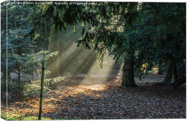  Woodland Sunrays Canvas Print by Brian Garner