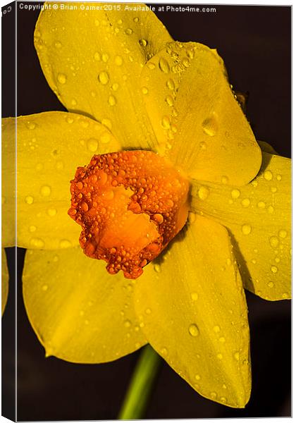  Daffodil after the rain Canvas Print by Brian Garner