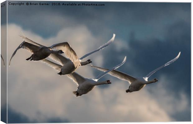 Swans in Flight Canvas Print by Brian Garner