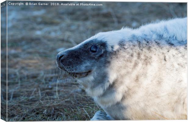 Young Grey Seal at Donna Nook Canvas Print by Brian Garner