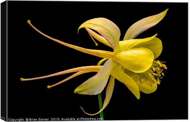 Aquilegia Canvas Print by Brian Garner