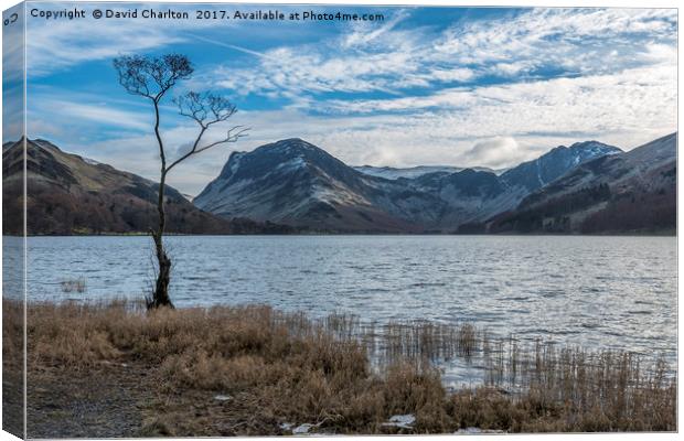   The Lone Tree , Buttermere Canvas Print by David Charlton