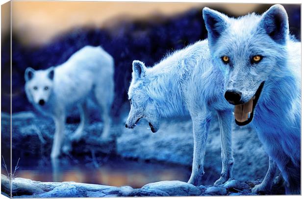  Arctic White Wolves Canvas Print by Mal Bray