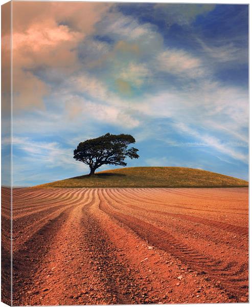  A solitary Tree on a hill near a Ploughed field Canvas Print by Mal Bray
