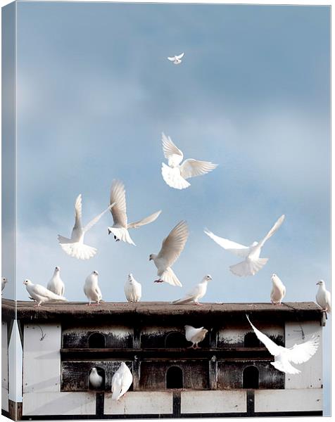  Doves Flocking Around a Dovecote Canvas Print by Mal Bray