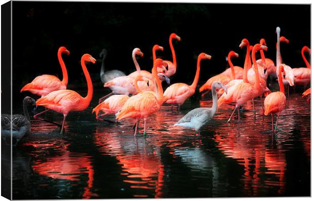  Flamingos Reflected Canvas Print by Mal Bray